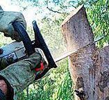 Best Stump Grinding and Removal  in Oakfield, WI