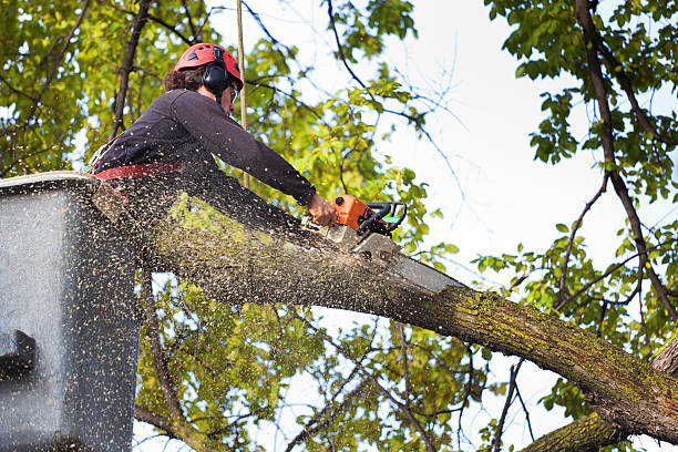 Best Seasonal Cleanup (Spring/Fall)  in Oakfield, WI