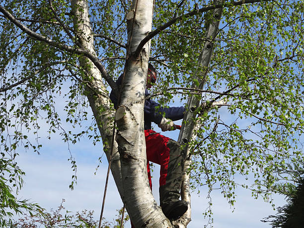 Reliable Oakfield, WI Tree Care Solutions