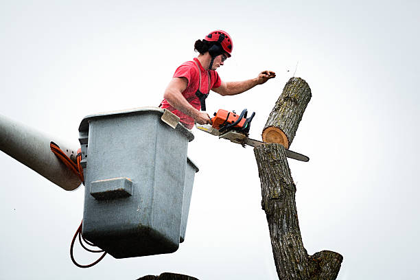 How Our Tree Care Process Works  in  Oakfield, WI